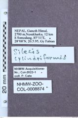 Etikette zu Silesis cylindriformis (Ôhira & Becker, 1971) (NHMW-ZOO-COL-0008874)